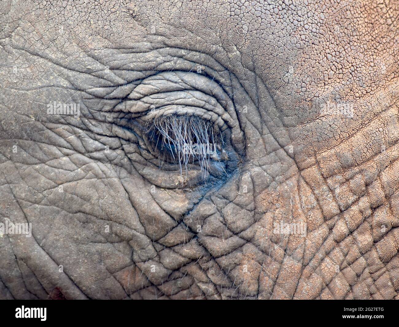 `Elephant eye with long lashes of a baby African elephant (Loxodonta africana). Closeup. Nairobi National Park, Kenya. Stock Photo
